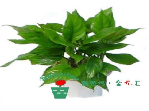 扁担河盆花经营服务有限公司