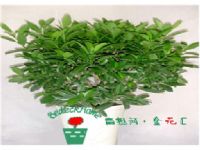 非洲茉莉—003C