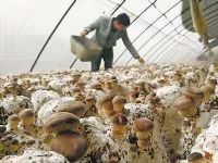 温室大棚种植香菇的优势